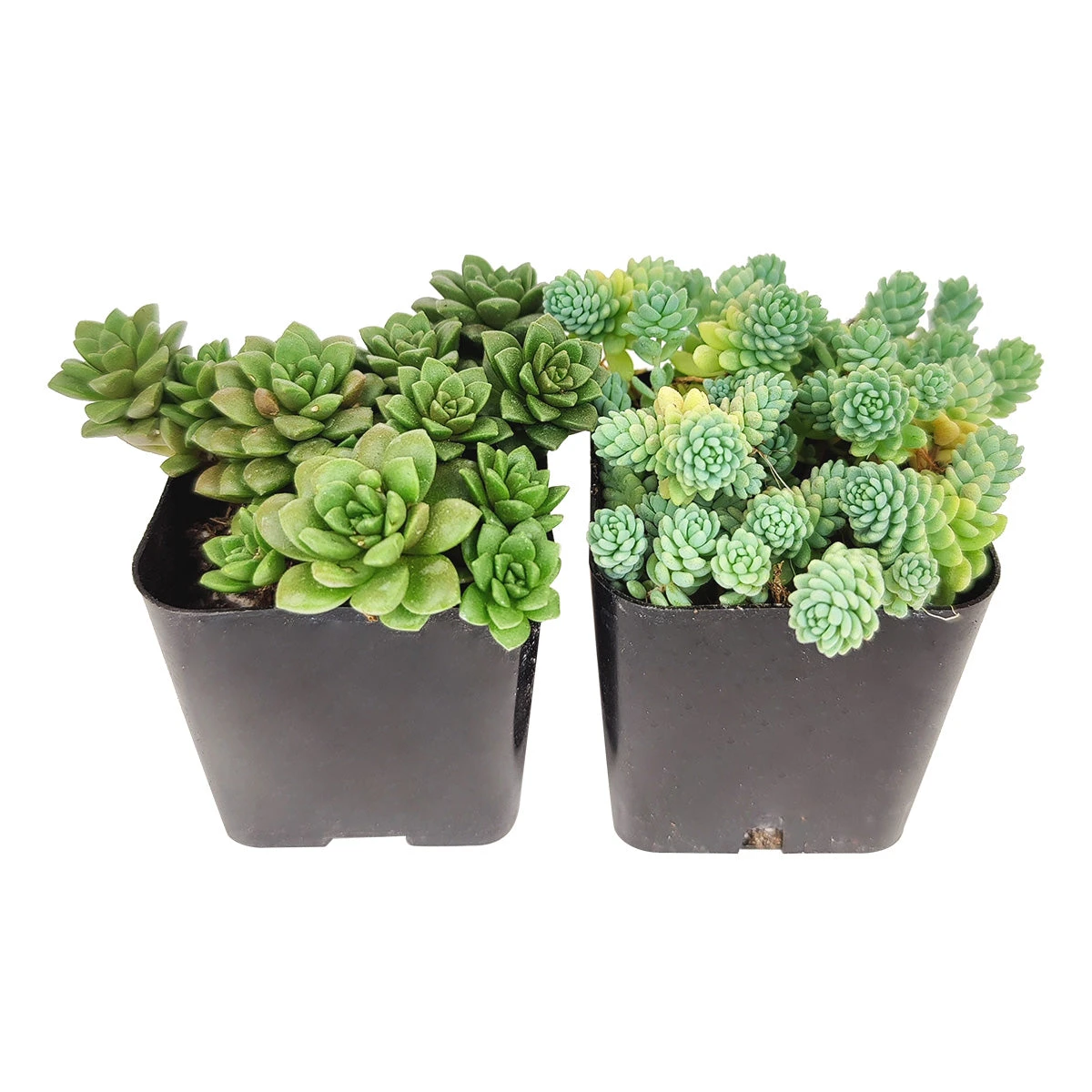 Sedum Succulent Pack - Image 2