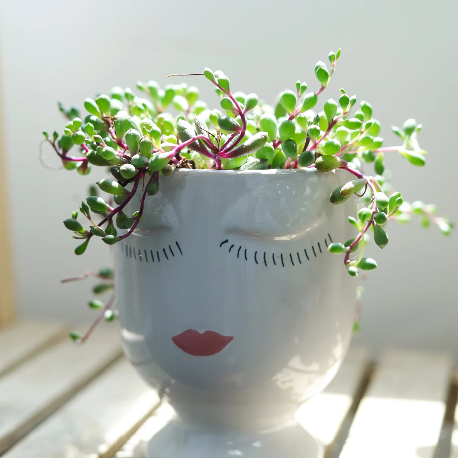 Ruby Necklace Succulent - Image 2