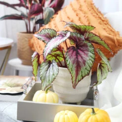 Watermelon Rex Begonia