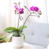Purple Phalaenopsis Orchid