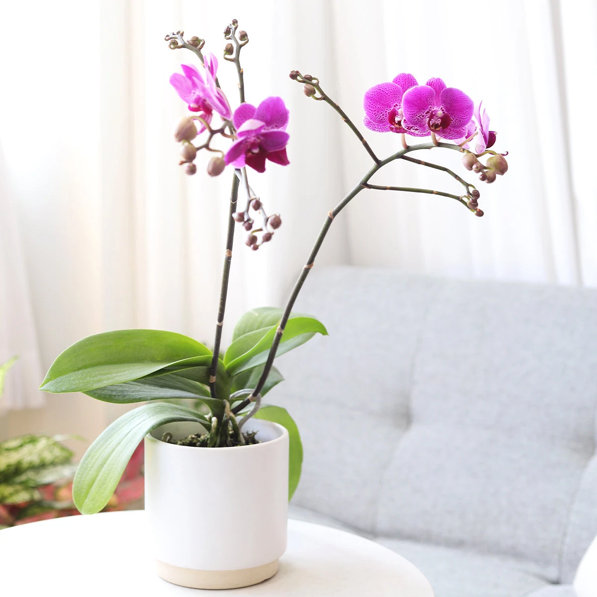 Purple Phalaenopsis Orchid