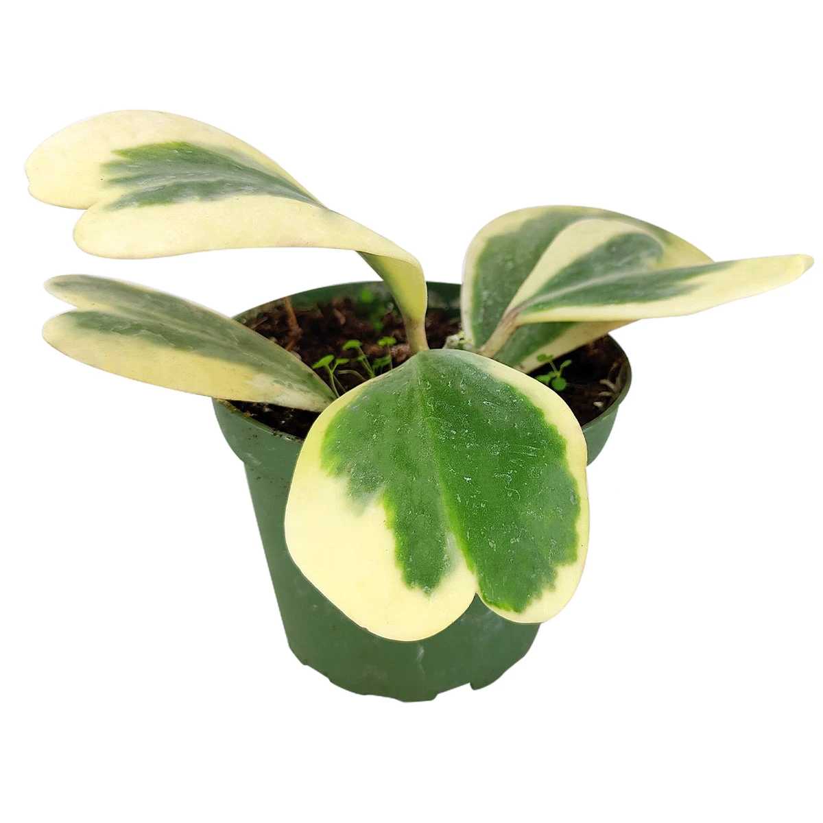 Variegated Trailing Hoya Kerrii Heart - Image 4