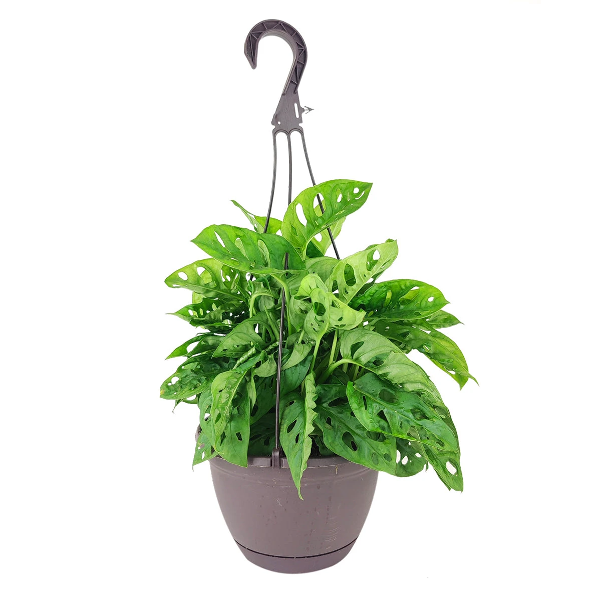 Monstera Adansonii 'Swiss Cheese' - Image 9