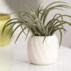 Decorative White Glazed Glossy Ceramic Mini Air Plant Holder