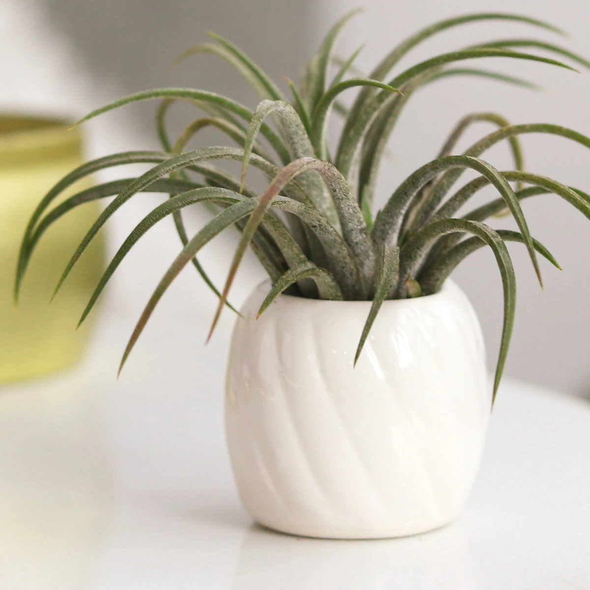 Decorative White Glazed Glossy Ceramic Mini Air Plant Holder