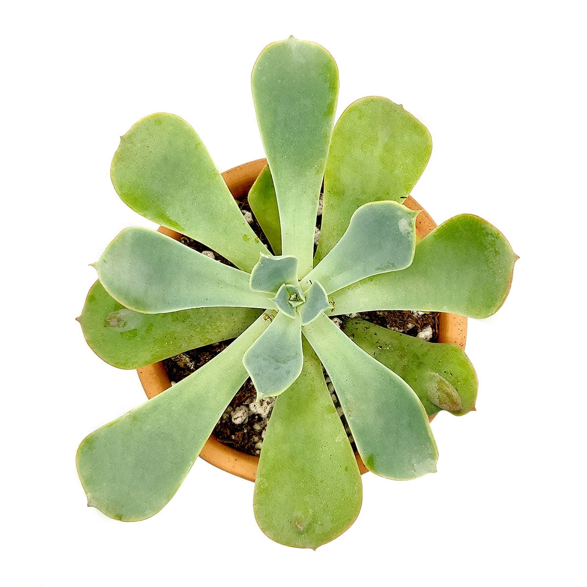 Echeveria Raindrops Succulent - Image 10