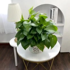 Pothos Jade