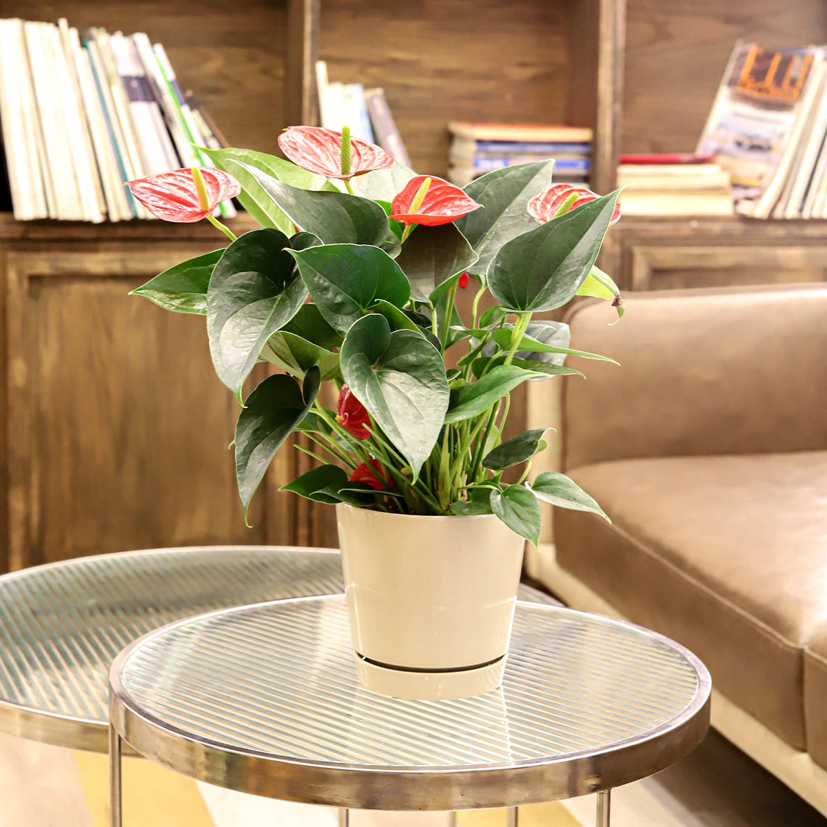 6 Inch Oatmeal Minimalist Pot With Saucer - Image 5