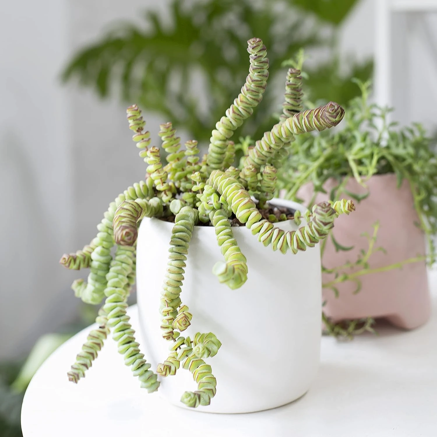 Crassula Baby Necklace - Image 6