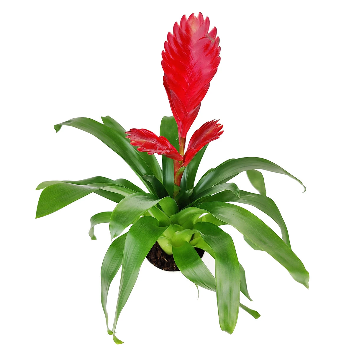 Vriesea Christiane - Image 3