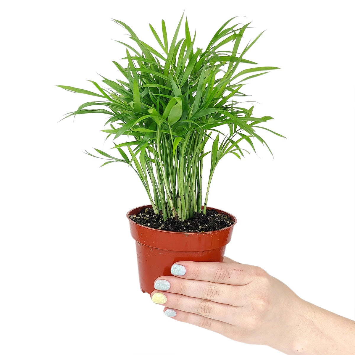 Areca Palm - Image 2