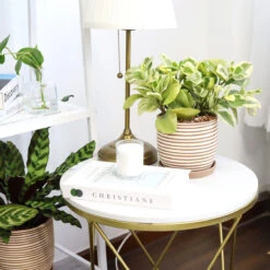 Peperomia Obtusifolia Variegata