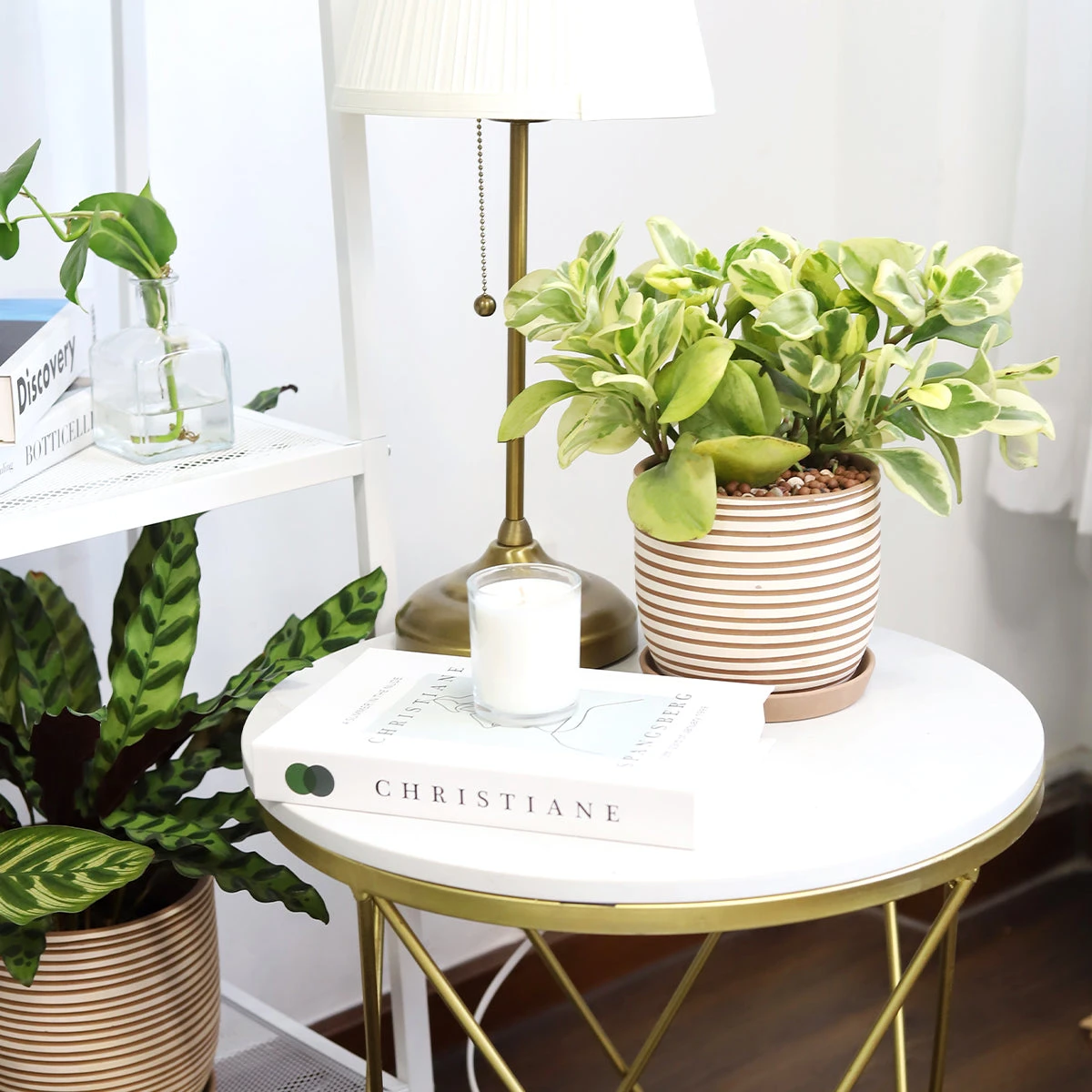 Peperomia Obtusifolia Variegata