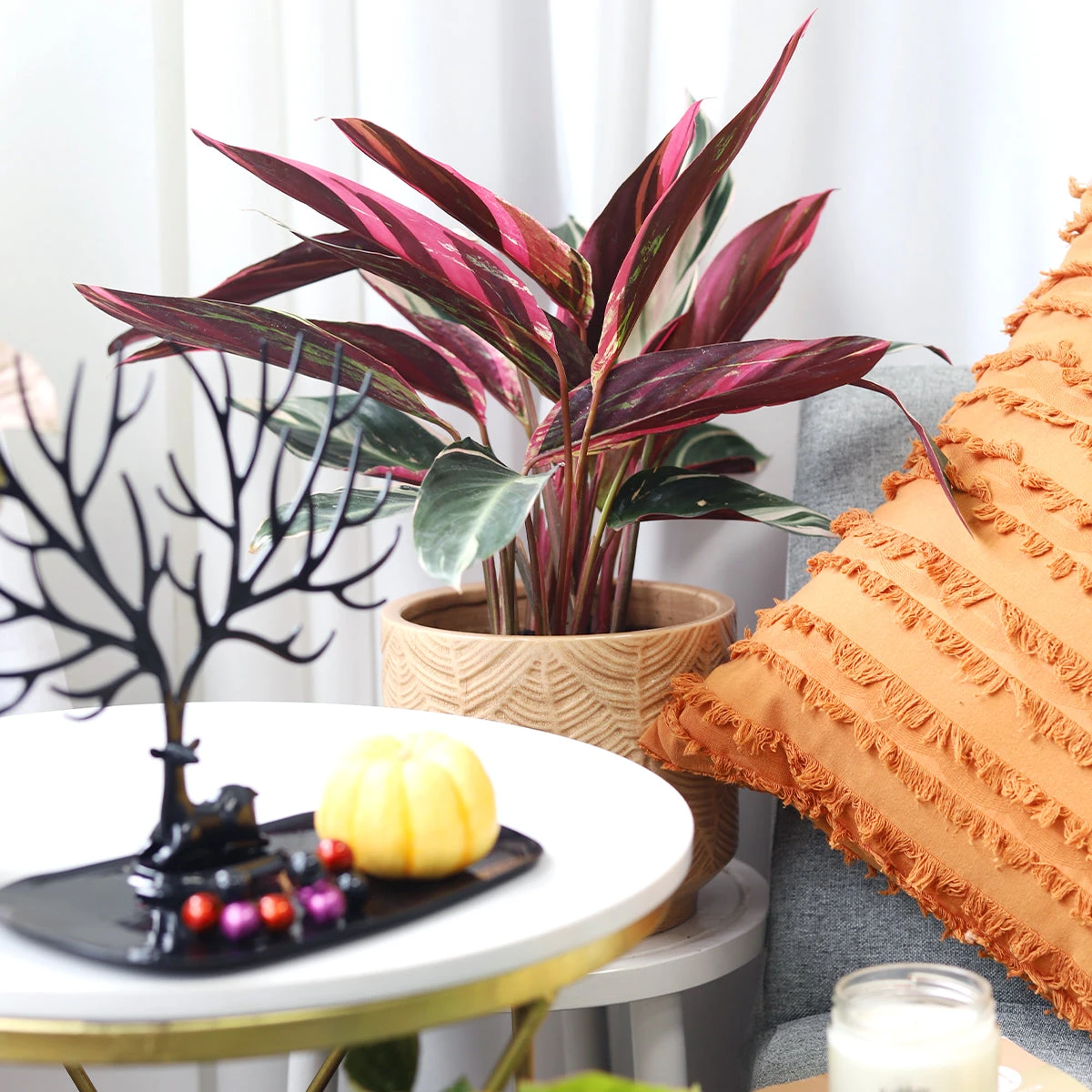 Stromanthe Sanguinea Triostar