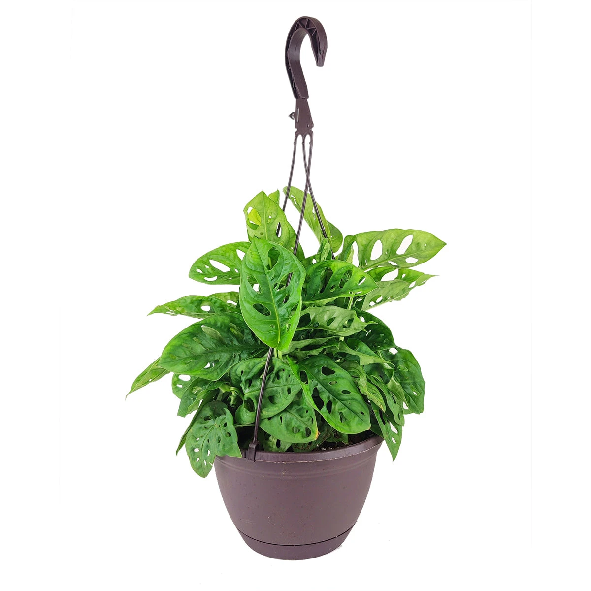 Monstera Adansonii 'Swiss Cheese' - Image 10