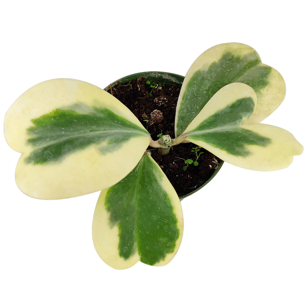 Variegated Trailing Hoya Kerrii Heart - Image 2
