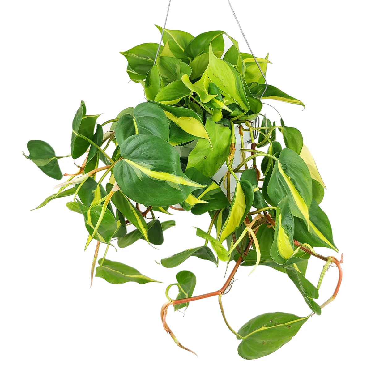 Philodendron Cordatum Brasil - Image 2