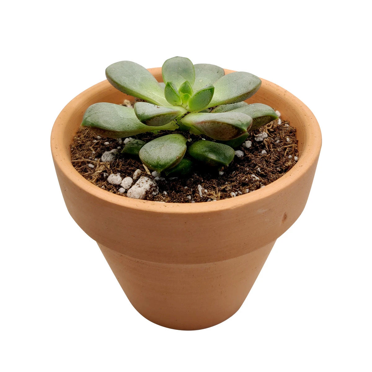 Graptoveria Amethorum - Image 3
