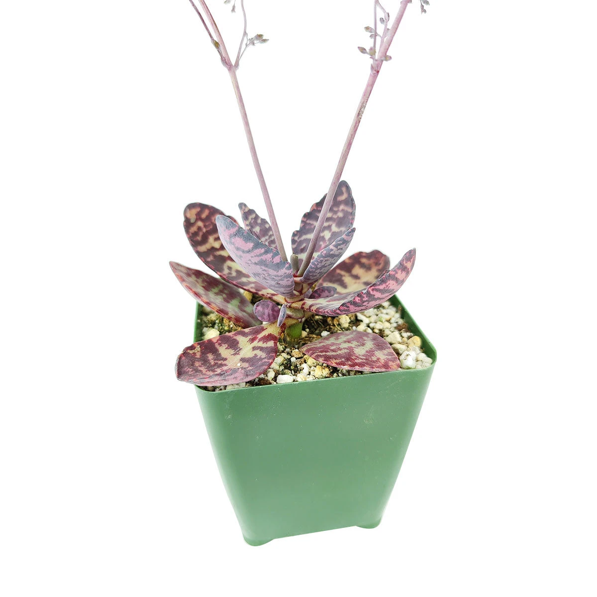 Kalanchoe Humilis "Desert Surprise" - Image 6