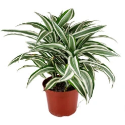 Dracaena Warneckii