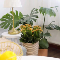 Kalanchoe Blossfeldiana 'Calandiva Orange'