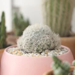 Mammillaria Plumosa 'Feather Cactus'