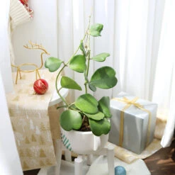 Trailing Hoya Kerrii Heart (At Least 3+ Leaves)