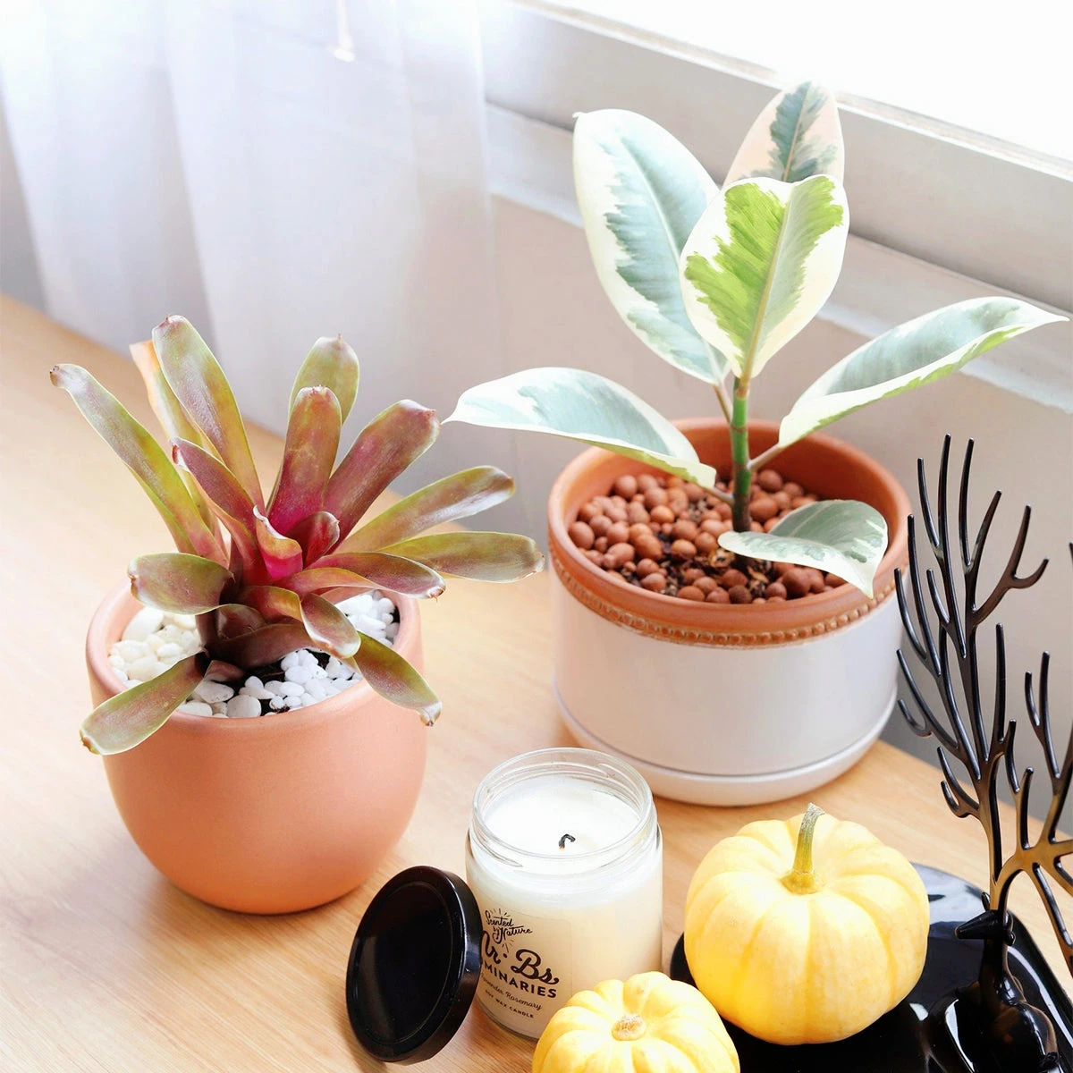 Neoregelia Fireball - Image 5