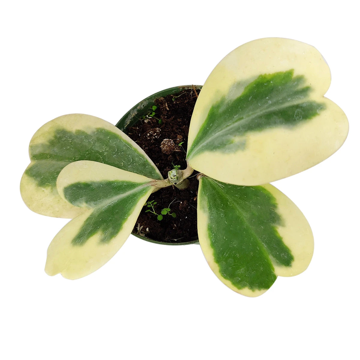 Variegated Trailing Hoya Kerrii Heart - Image 3