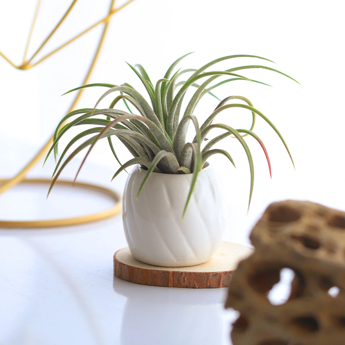 Decorative White Glazed Glossy Ceramic Mini Air Plant Holder - Image 5