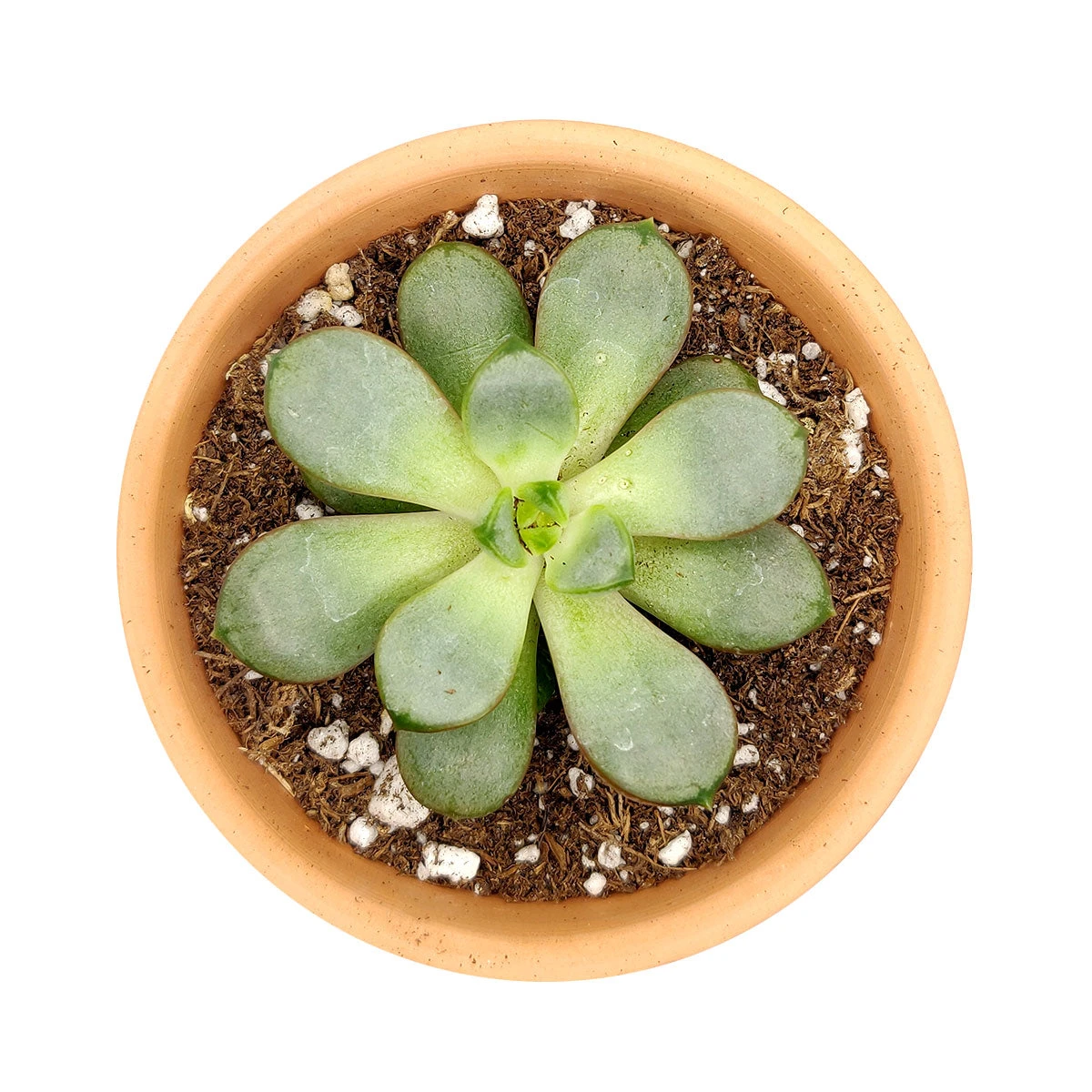 Graptoveria Amethorum - Image 2
