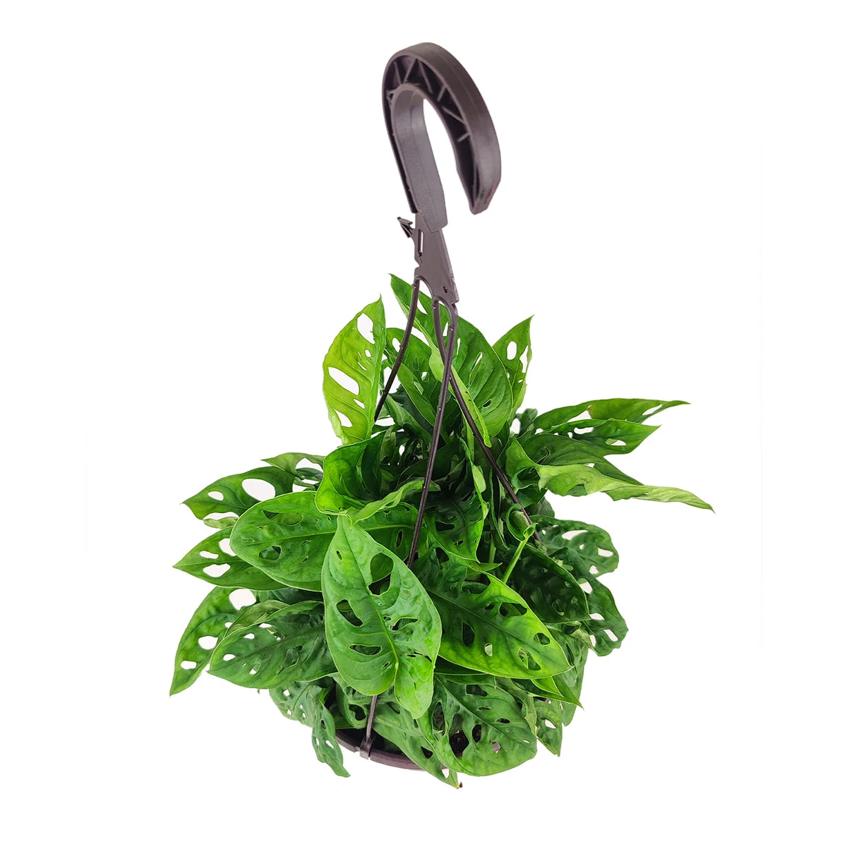 Monstera Adansonii 'Swiss Cheese' - Image 11