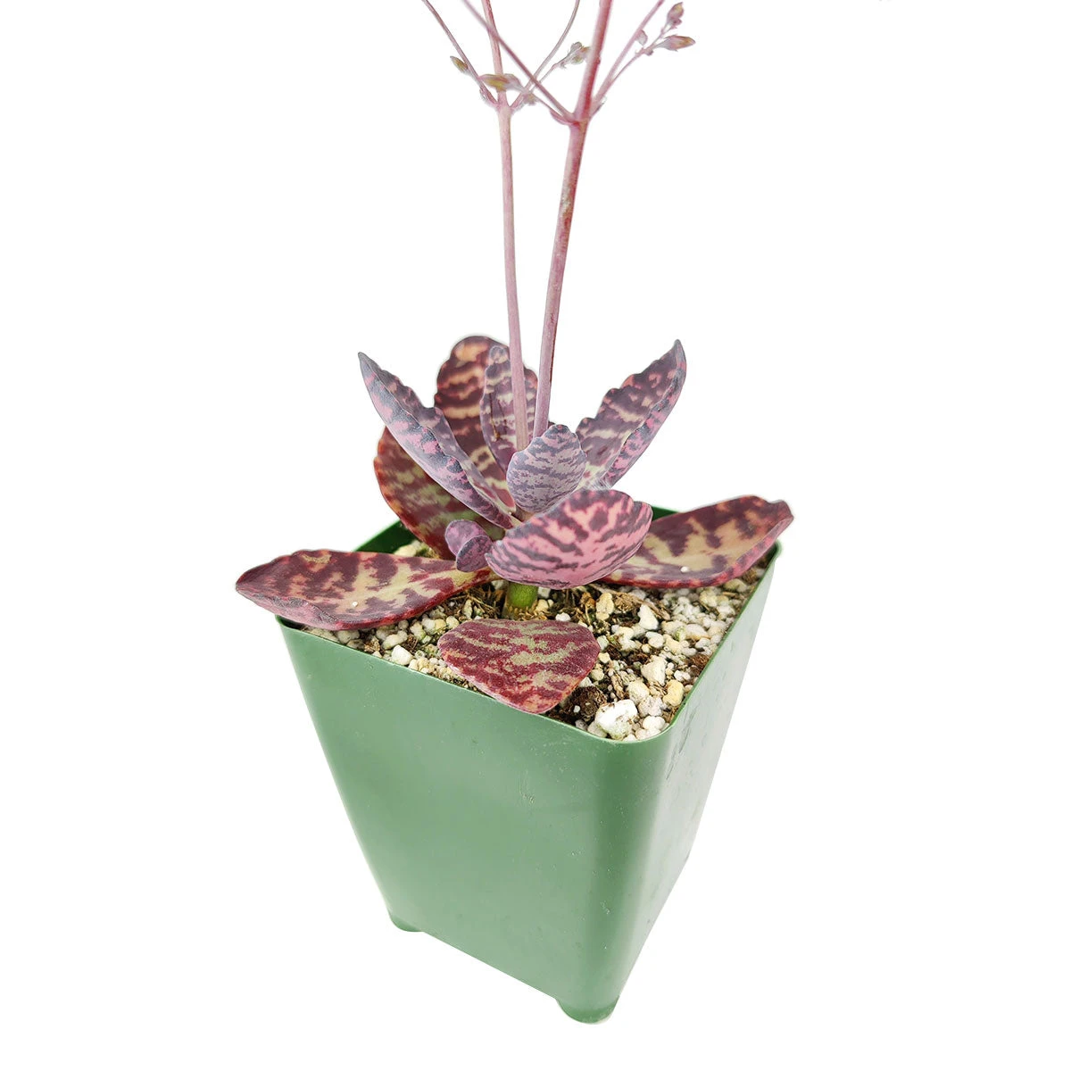 Kalanchoe Humilis "Desert Surprise" - Image 5