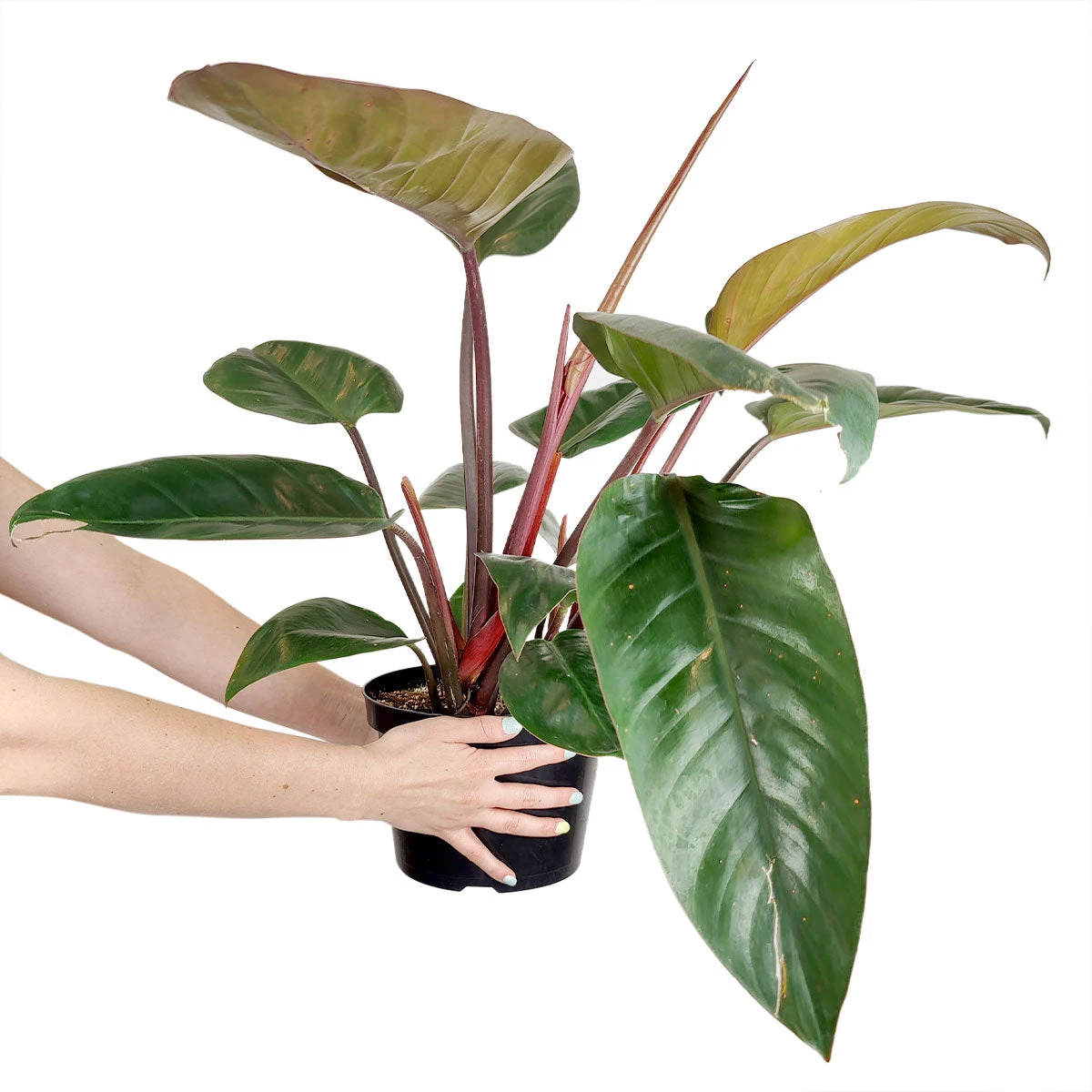 Philodendron Red Congo - Image 4