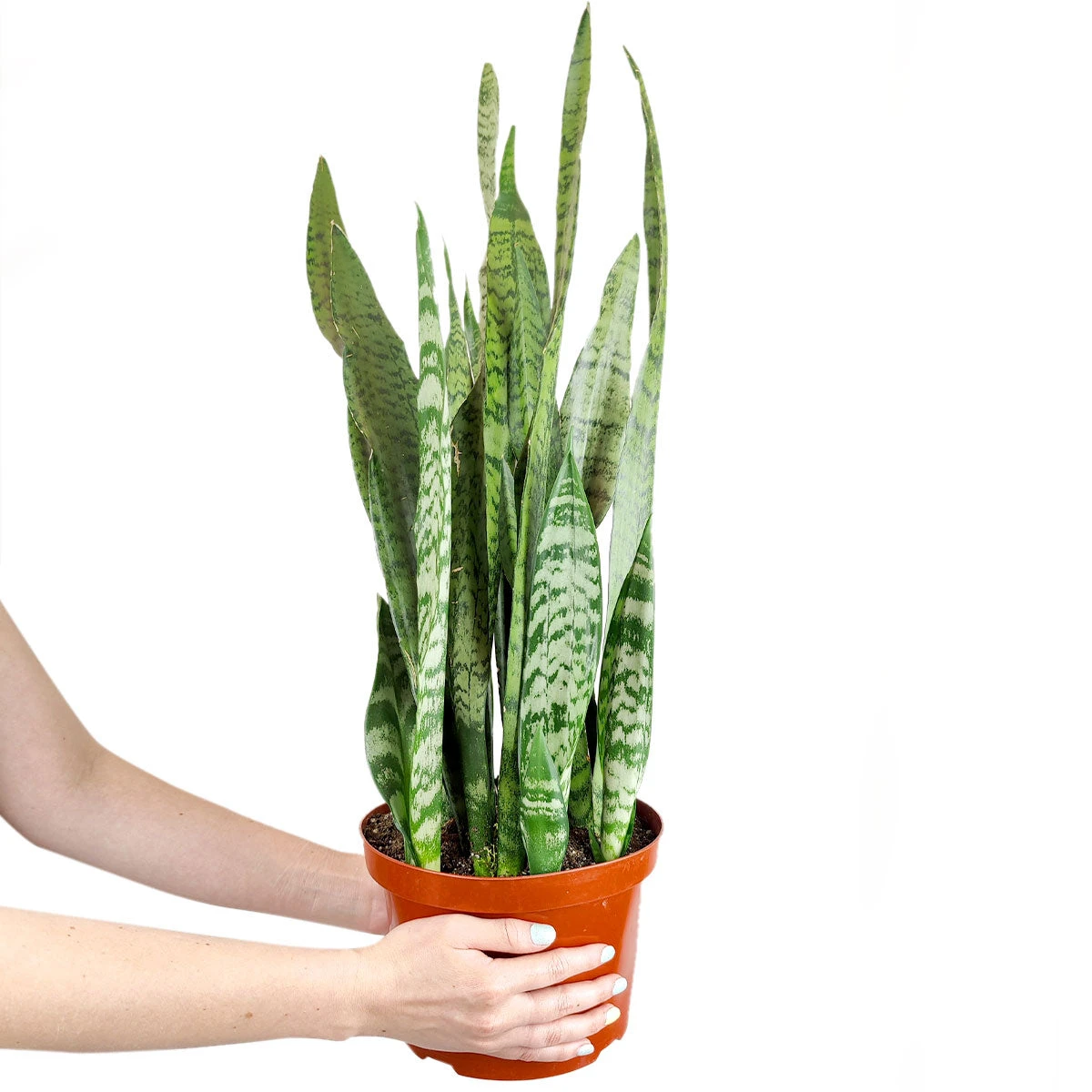 Snake Plant Sansevieria Zeylanica - Image 4