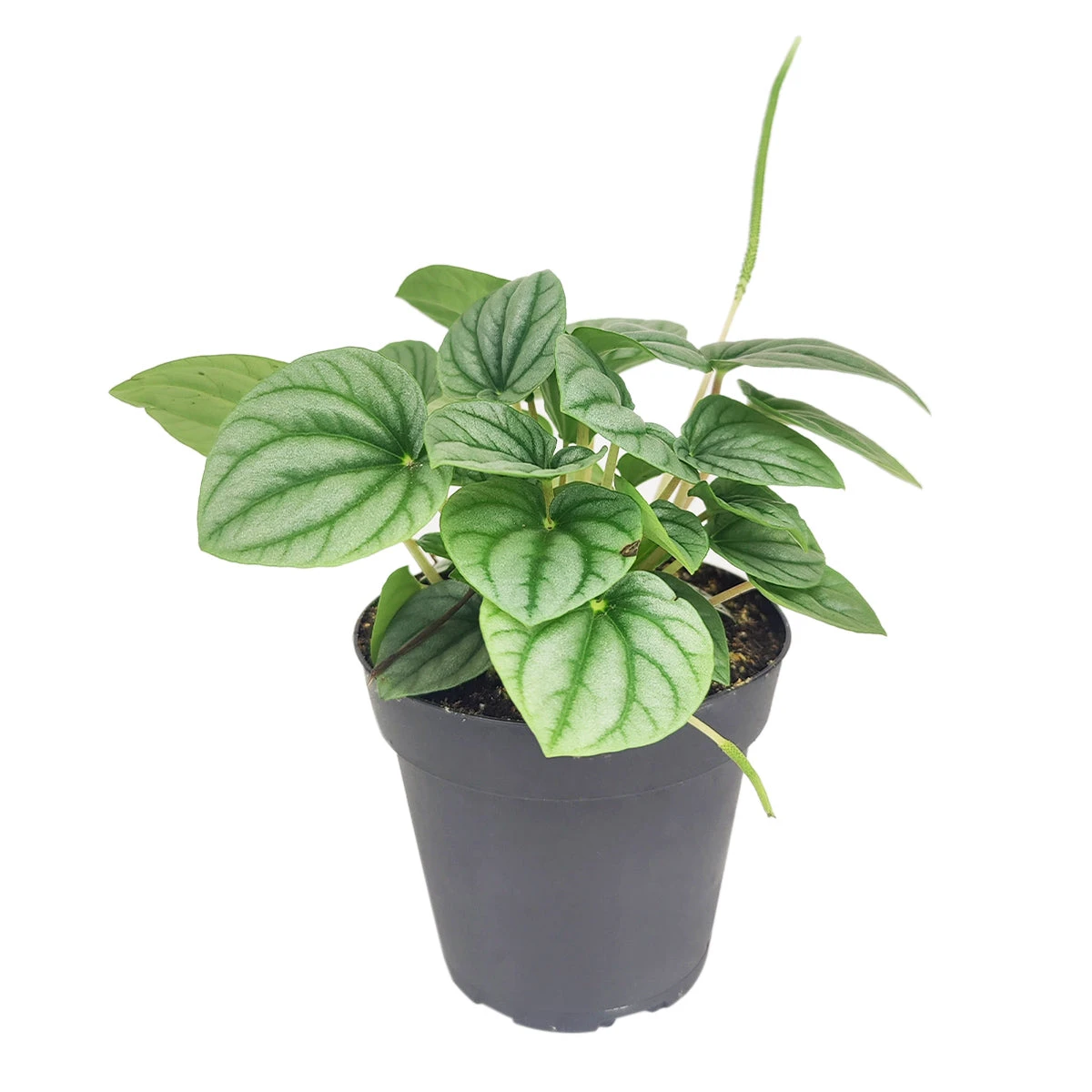 Peperomia Frost - Image 3