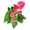Anthurium Pink