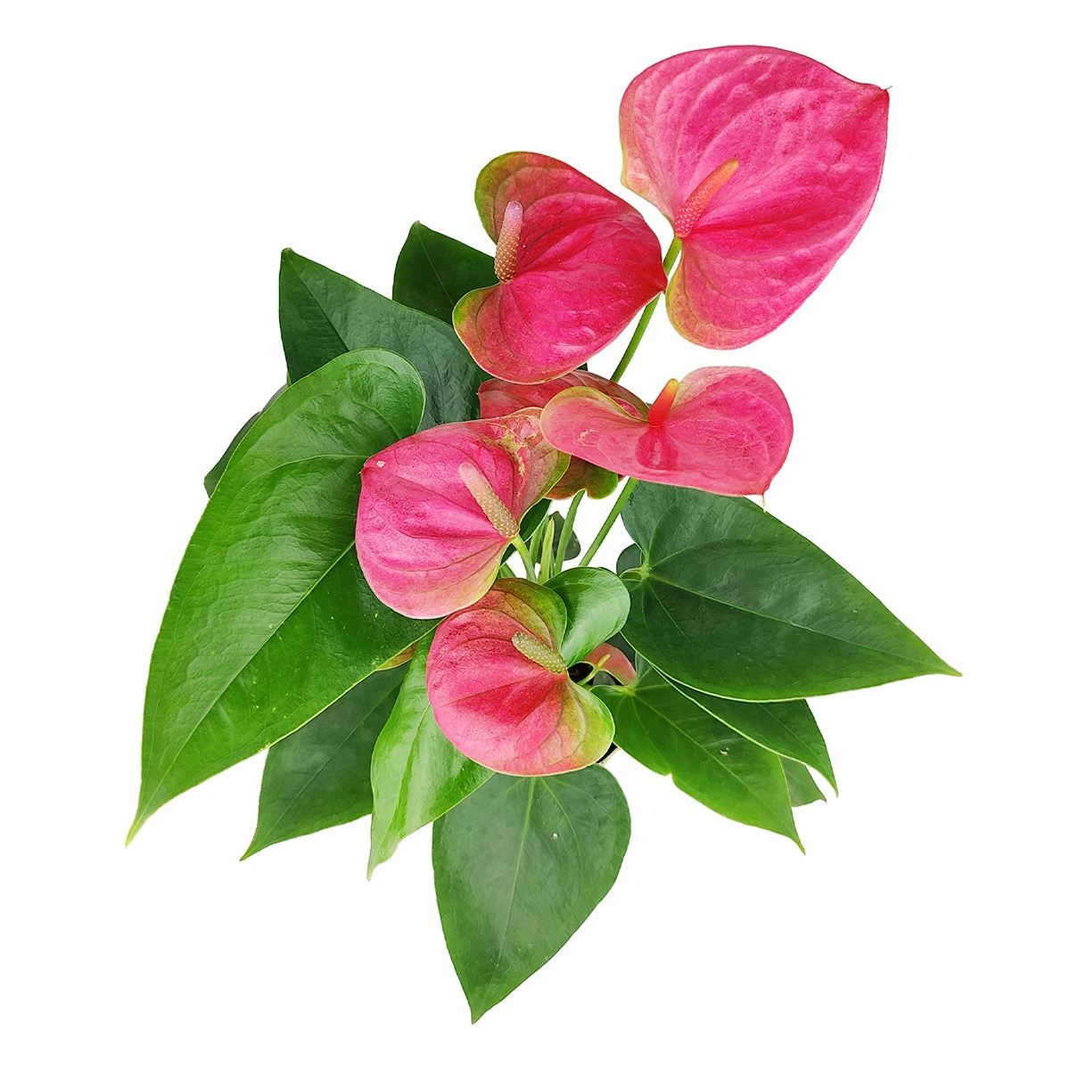 Anthurium Pink