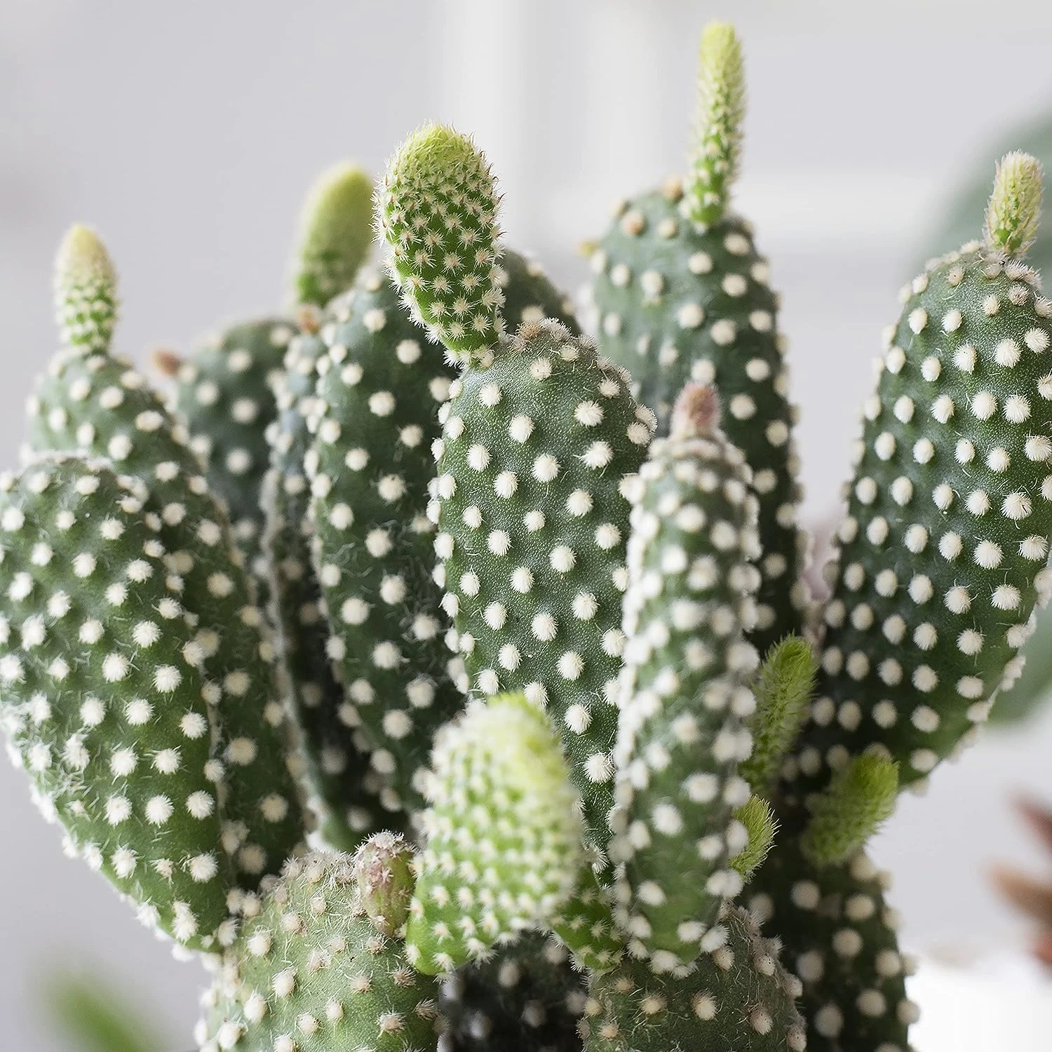 Bunny Ear Cactus - Image 7