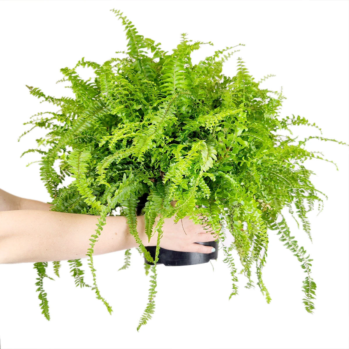Boston Fern - Image 4
