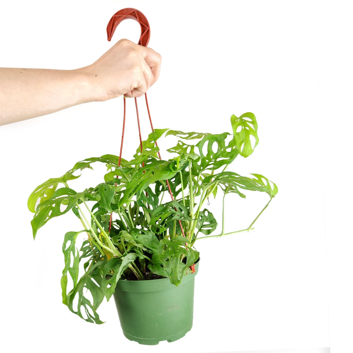 Monstera Adansonii 'Swiss Cheese' - Image 12