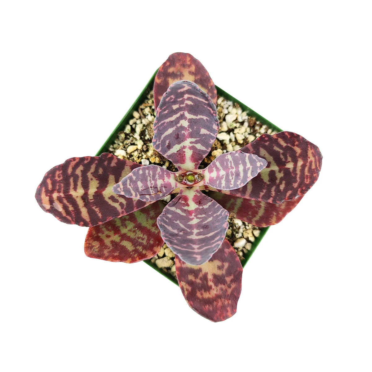 Kalanchoe Humilis "Desert Surprise" - Image 3