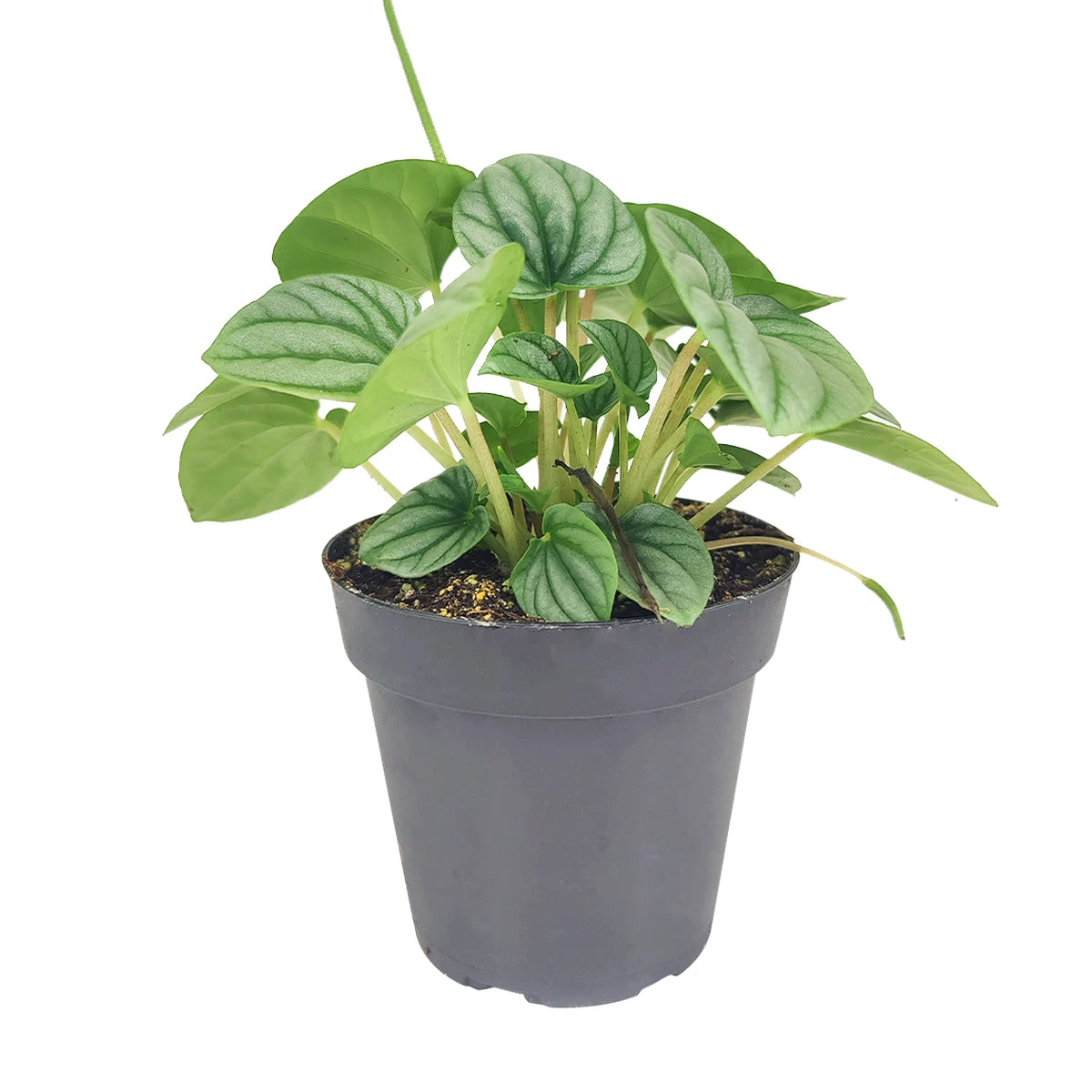 Peperomia Frost - Image 4