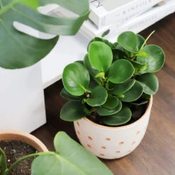 Peperomia Obtusifolia Green