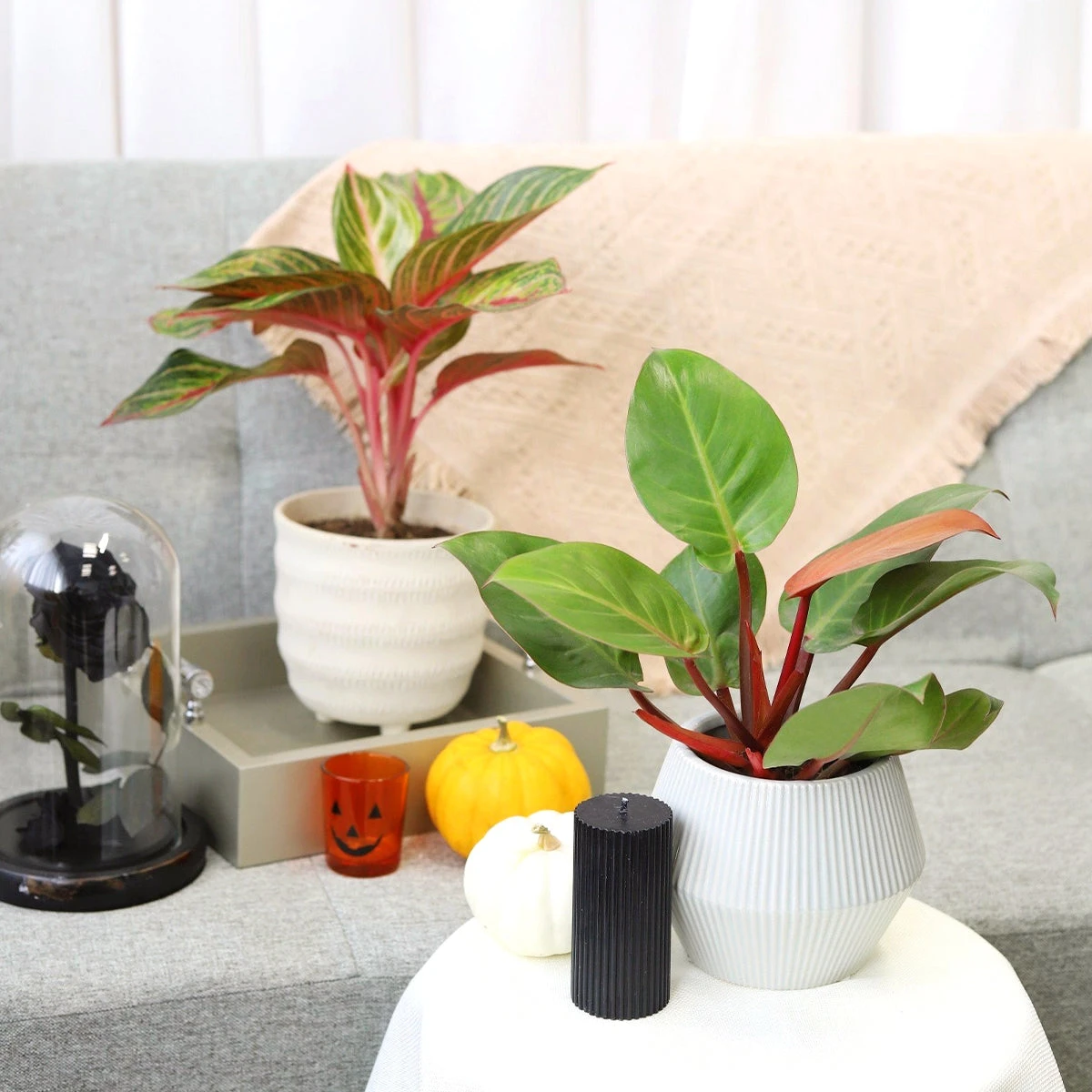 Philodendron Prince Of Orange - Image 5