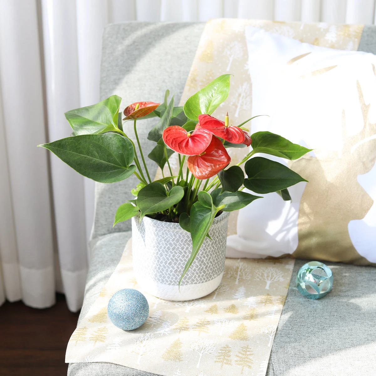 Anthurium Red - Image 2