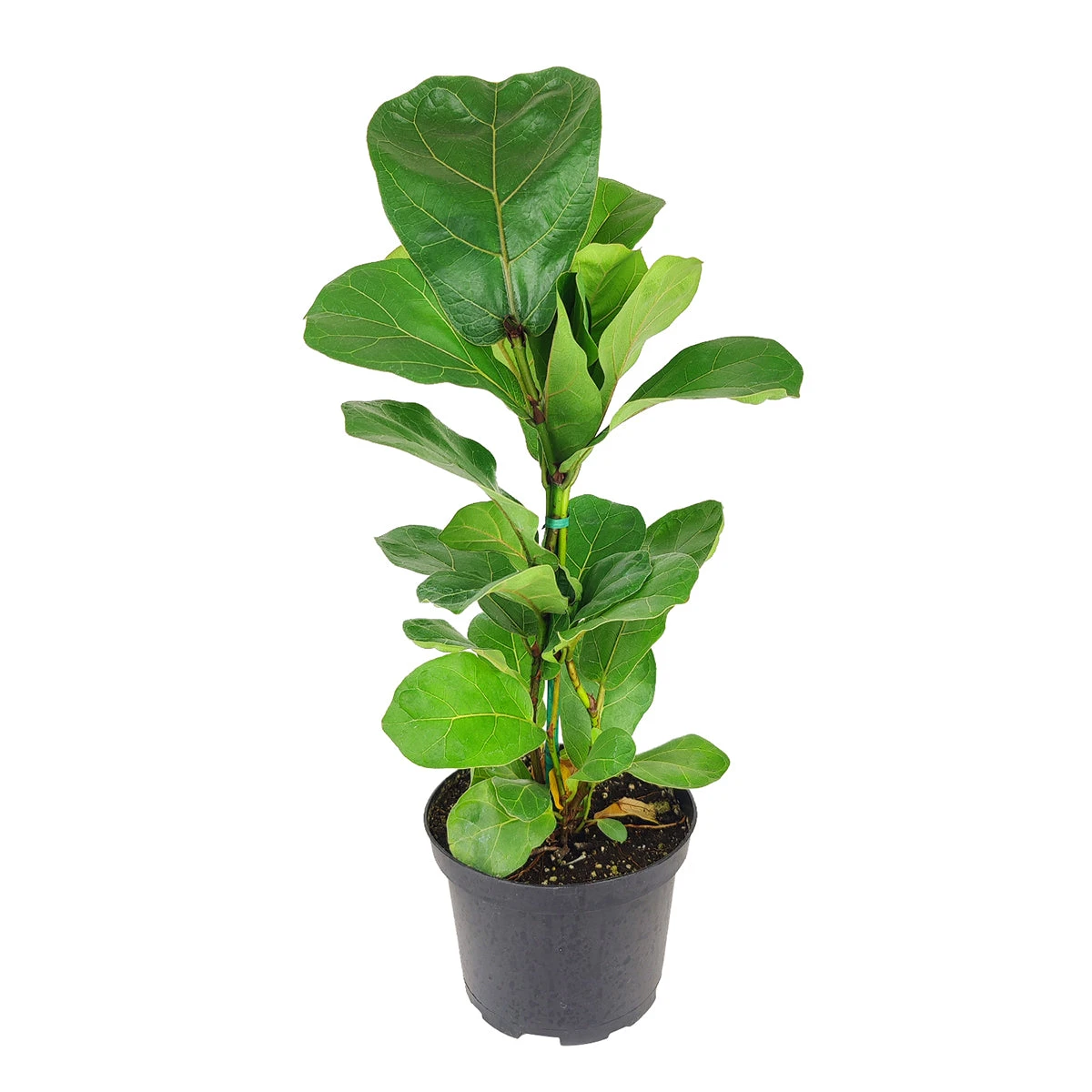 Ficus Lyrata - Image 4