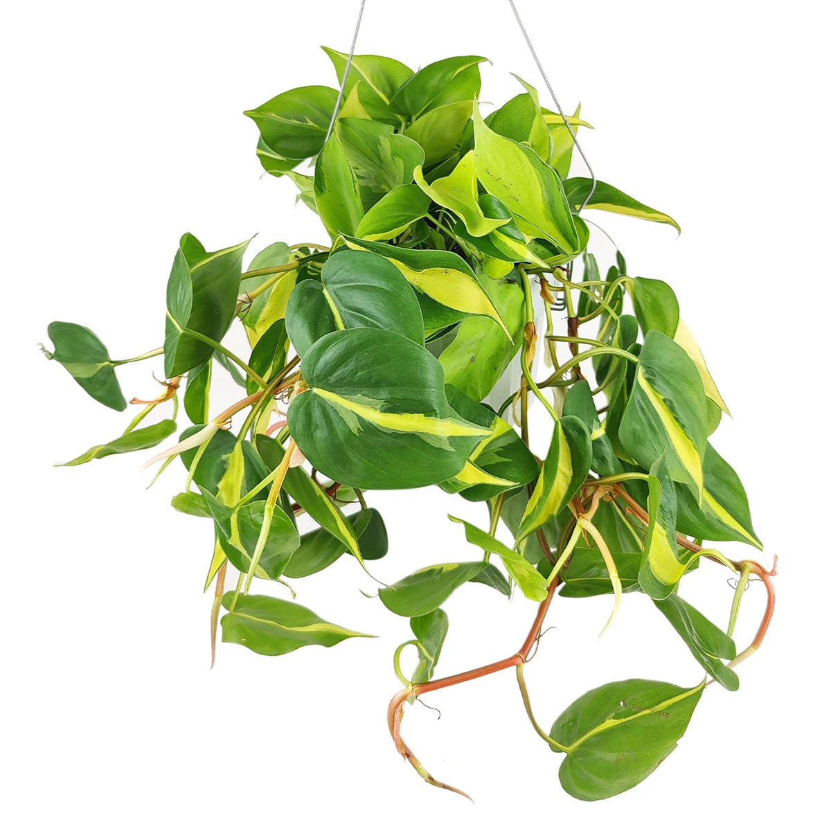Philodendron Cordatum Brasil - Image 4