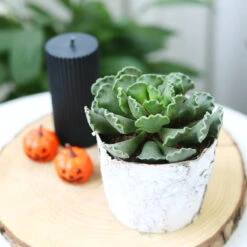 Key Lime Pie Adromischus