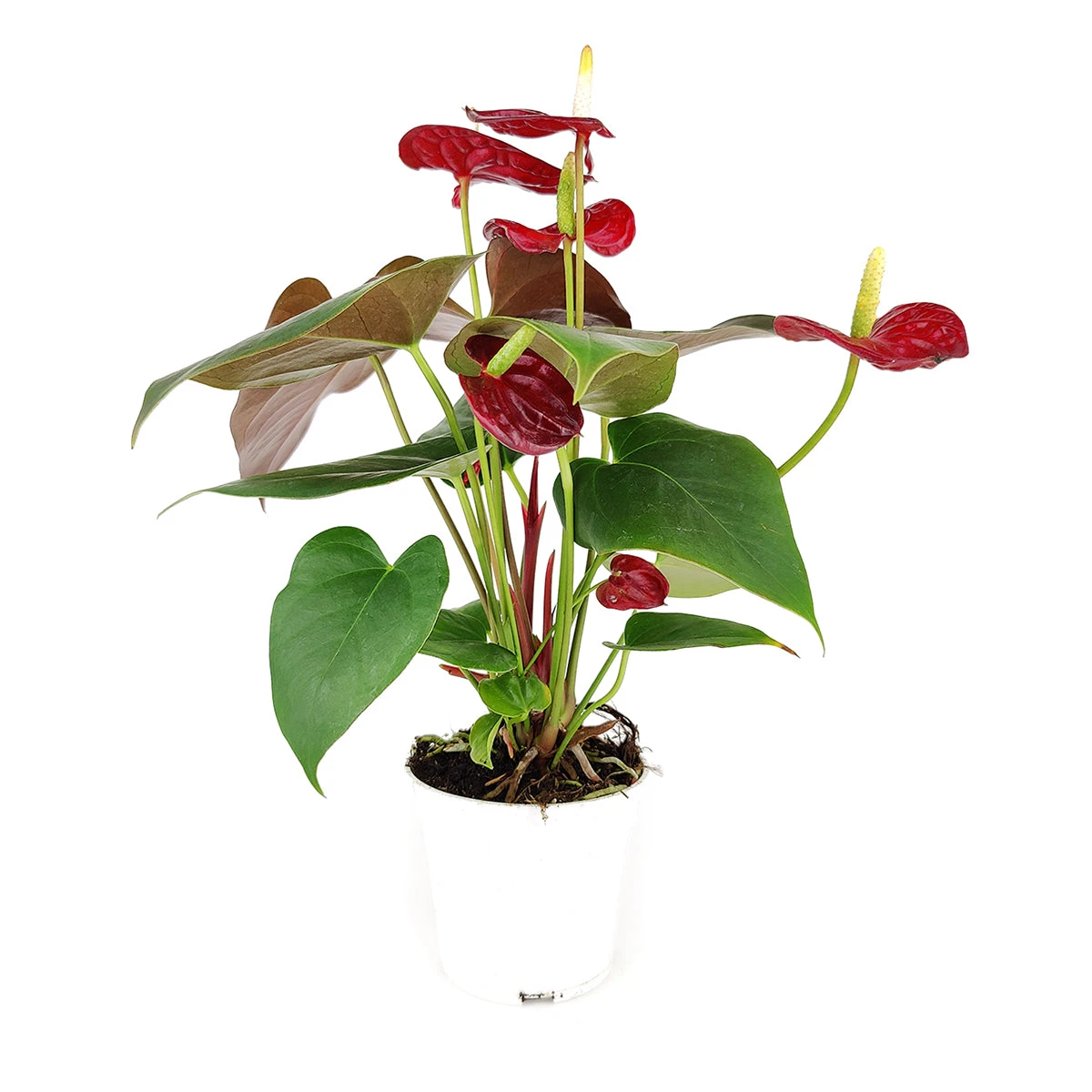 Anthurium Red - Image 3